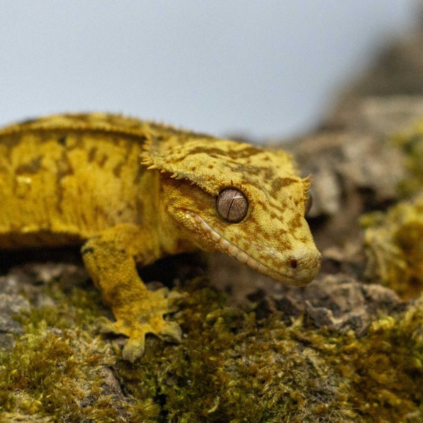 Pagekon řasnatý - XP235 (Correlophus ciliatus, sameček)