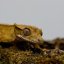 Pagekón řasnatý - XP265 (Correlophus ciliatus, samec)