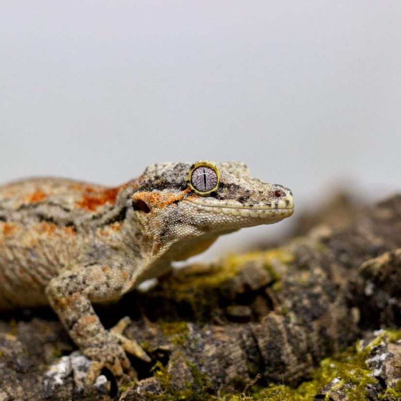 Pagekón hrbolkohlavý - H002 (Rhacodactylus auriculatus, samička)