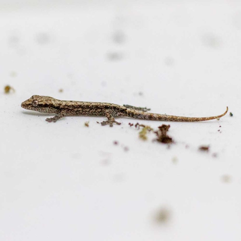 Skupina 5ks - Gekony panenské - P001 (Lepidodactylus lugubris)
