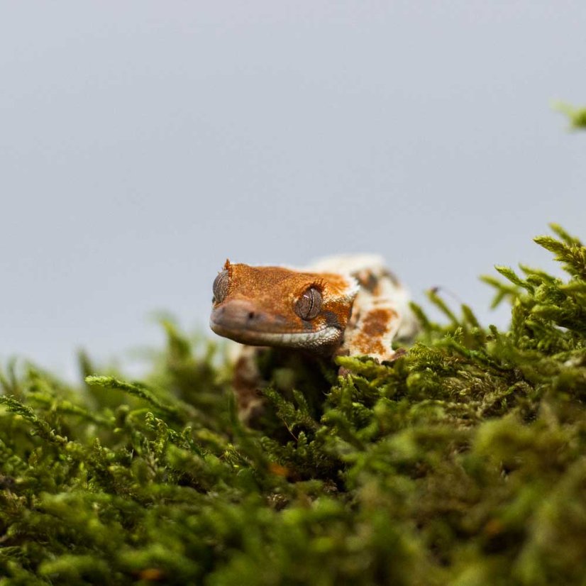 FRAPPUCINO - Pagekón riasnatý - XP239 (Correlophus ciliatus, samička)