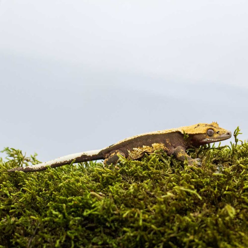 Pagekón riasnatý - XP190 (Correlophus ciliatus, samička)