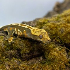 Pagekón riasnatý - XP238 (Correlophus ciliatus, samček)