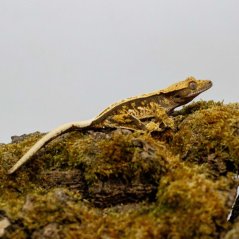 Pagekón riasnatý - XP260 (Correlophus ciliatus, samička)