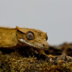 Pagekón řasnatý - XP265 (Correlophus ciliatus, samec)