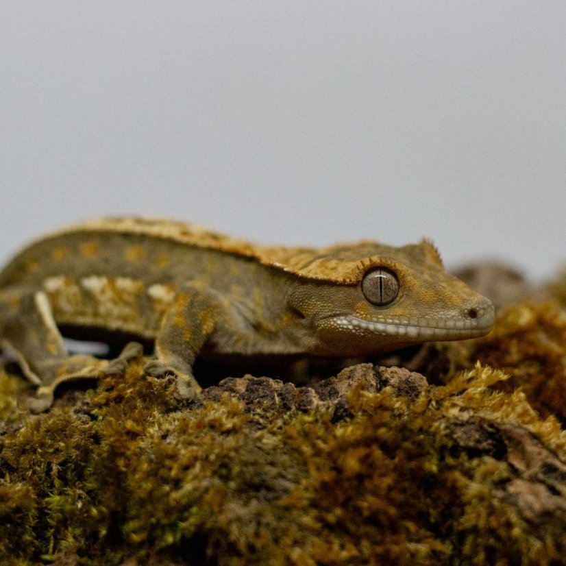 Pagekón řasnatý - XP251 (Correlophus ciliatus, samec)