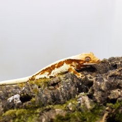 Pagekón riasnatý - XP075 (Correlophus ciliatus, samička)