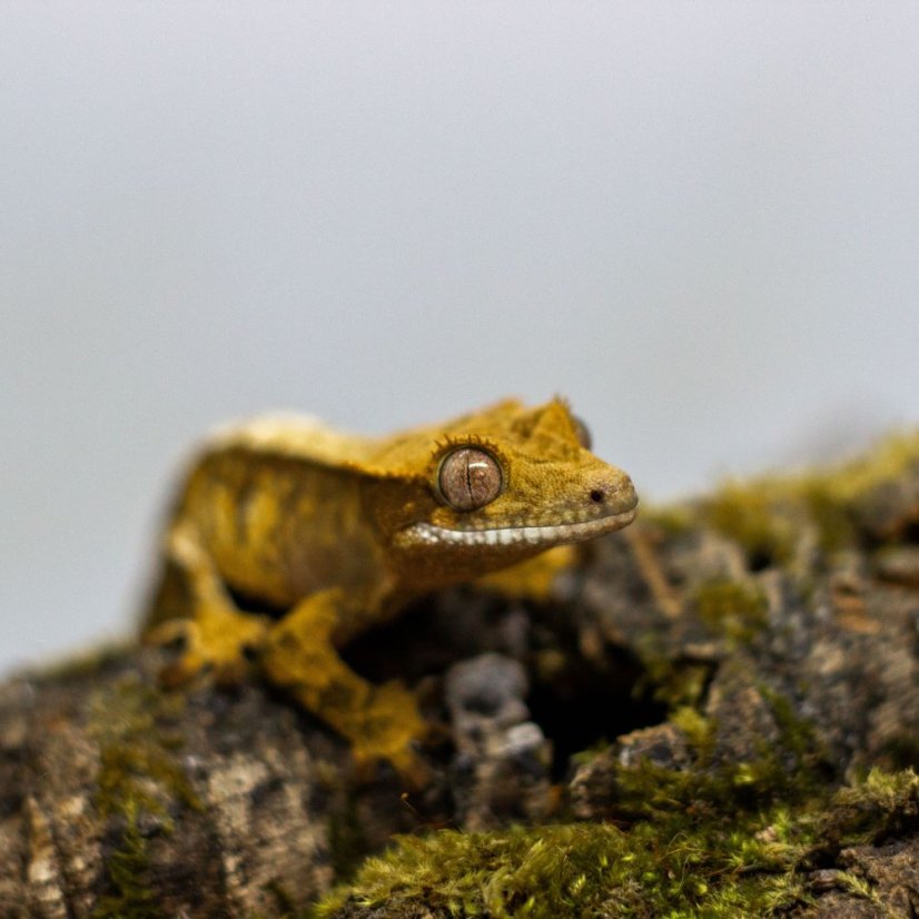 Pagekón riasnatý - XP095 (Correlophus ciliatus, samček)
