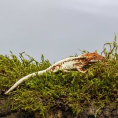 FRAPPUCINO - Pagekón řasnatý - XP239 (Correlophus ciliatus, samička)