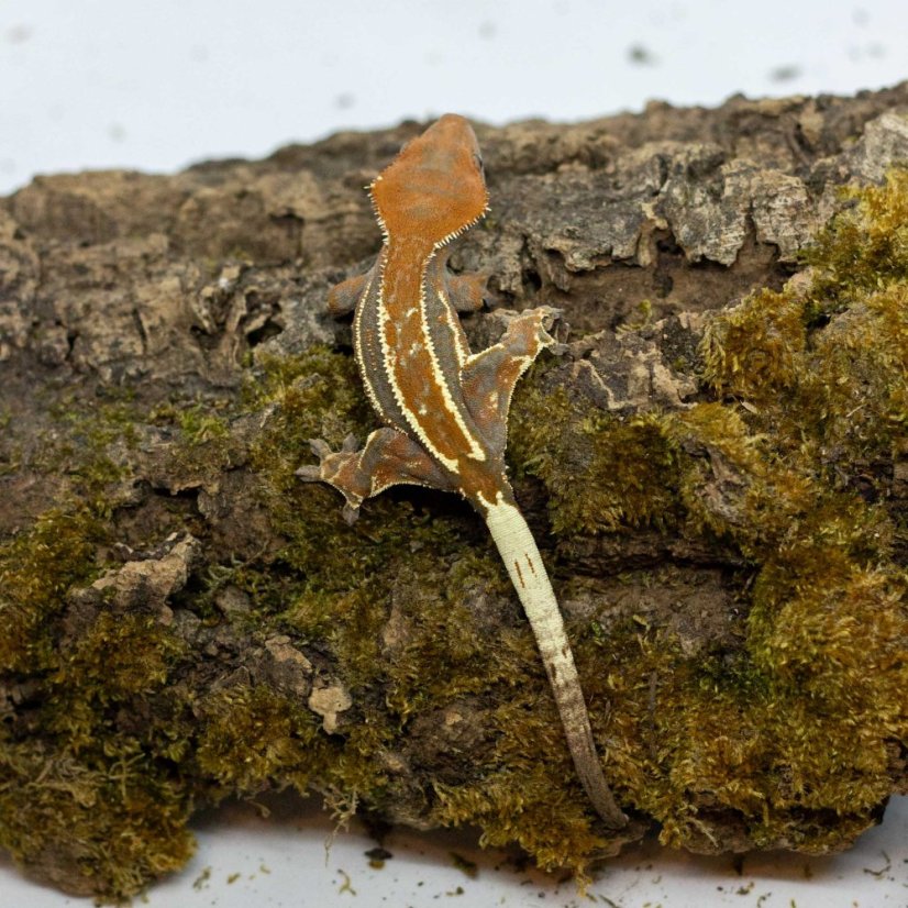 CAPPUCINO - Pagekón riasnatý - XP246 (Correlophus ciliatus, samička)