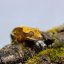 Pagekón riasnatý - XP092 (Correlophus ciliatus, samček)