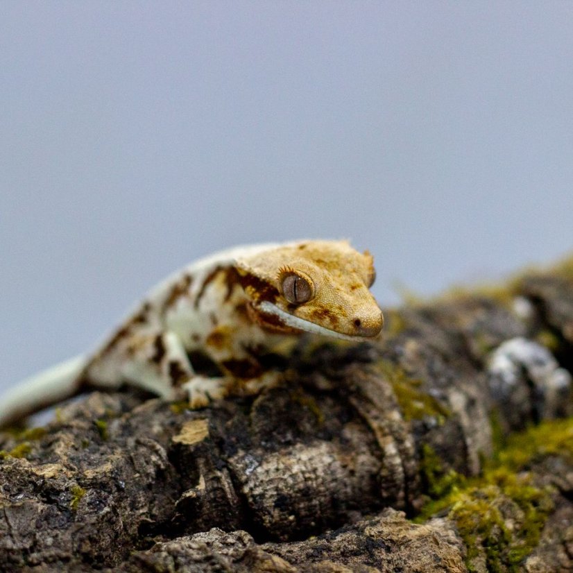Pagekón riasnatý - XP127 (Correlophus ciliatus, samček)