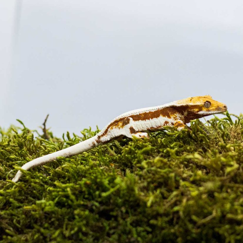 Lilly White - Pagekón riasnatý - XP228 (Correlophus ciliatus, samička)