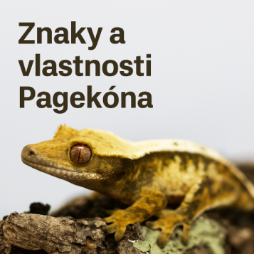Znaky a vlastnosti Pagekóna riasnatého