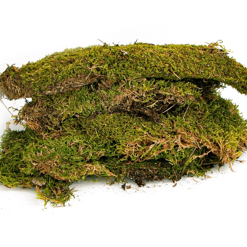 Přírodní mech 35×28 cm - Shadow Forest Moss