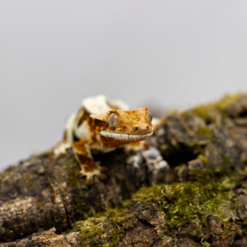 Pagekón riasnatý - XP101 (Correlophus ciliatus, samček)