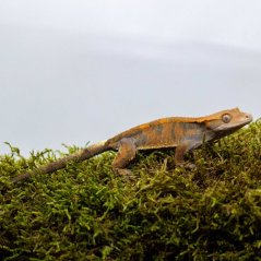 CAPPUCINO - Pagekón řasnatý - XP213 (Correlophus ciliatus, samička)