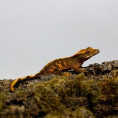 Pagekón řasnatý - XP253 (Correlophus ciliatus, samec)