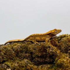 Pagekón riasnatý - XP252 (Correlophus ciliatus, samička)