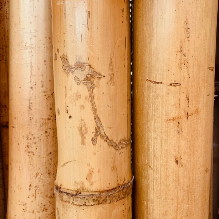 BioBamboo Stick – bambusová tyčka do terária 60 cm - Varianty: ⌀ 22–30 mm