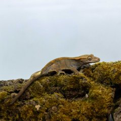 CAPPUCINO - Pagekón řasnatý - XP213 (Correlophus ciliatus, samička)