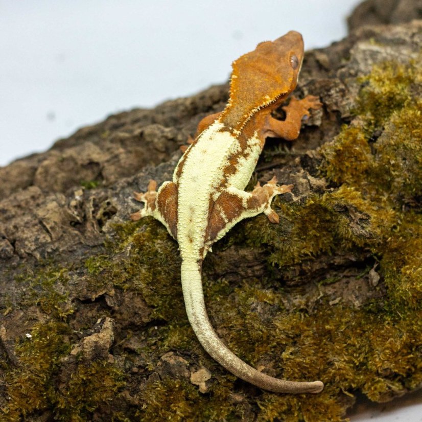 FRAPPUCINO - Pagekón řasnatý - XP214 (Correlophus ciliatus, samička)