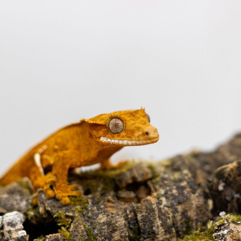 Pagekón riasnatý - XP103 (Correlophus ciliatus, samička)