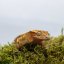 Pagekón riasnatý - XP176 (Correlophus ciliatus, samička)
