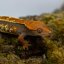CAPPUCINO - Pagekón riasnatý - XP229 (Correlophus ciliatus, samička)