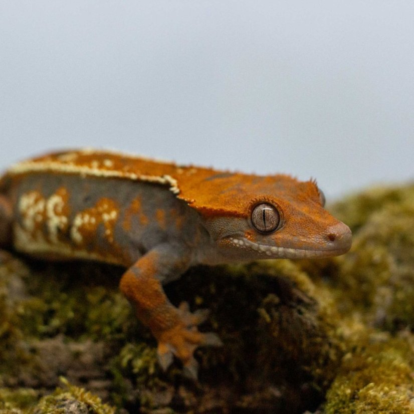 CAPPUCINO - Pagekón riasnatý - XP229 (Correlophus ciliatus, samička)