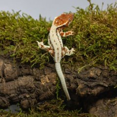 FRAPPUCINO - Pagekón řasnatý - XP239 (Correlophus ciliatus, samička)
