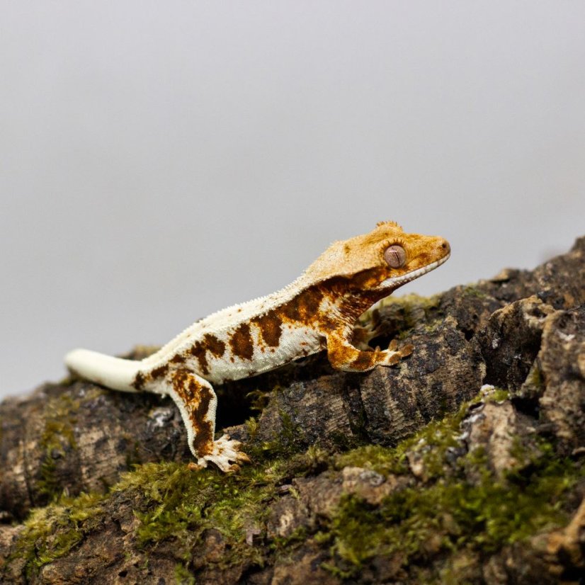 Pagekón riasnatý - XP101 (Correlophus ciliatus, samček)