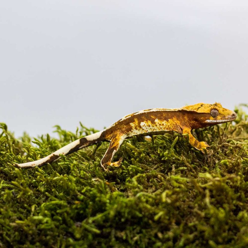 Pagekón riasnatý - XP234 (Correlophus ciliatus, samička)