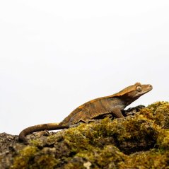 CAPPUCINO - Pagekón riasnatý - XP213 (Correlophus ciliatus, samička)