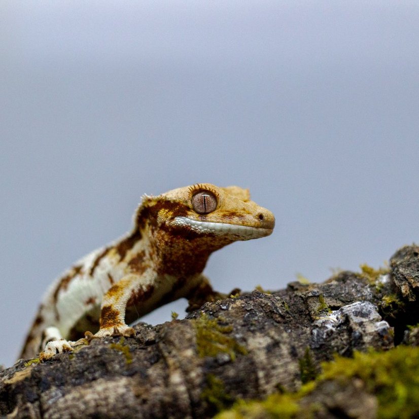 Pagekón riasnatý - XP127 (Correlophus ciliatus, samček)