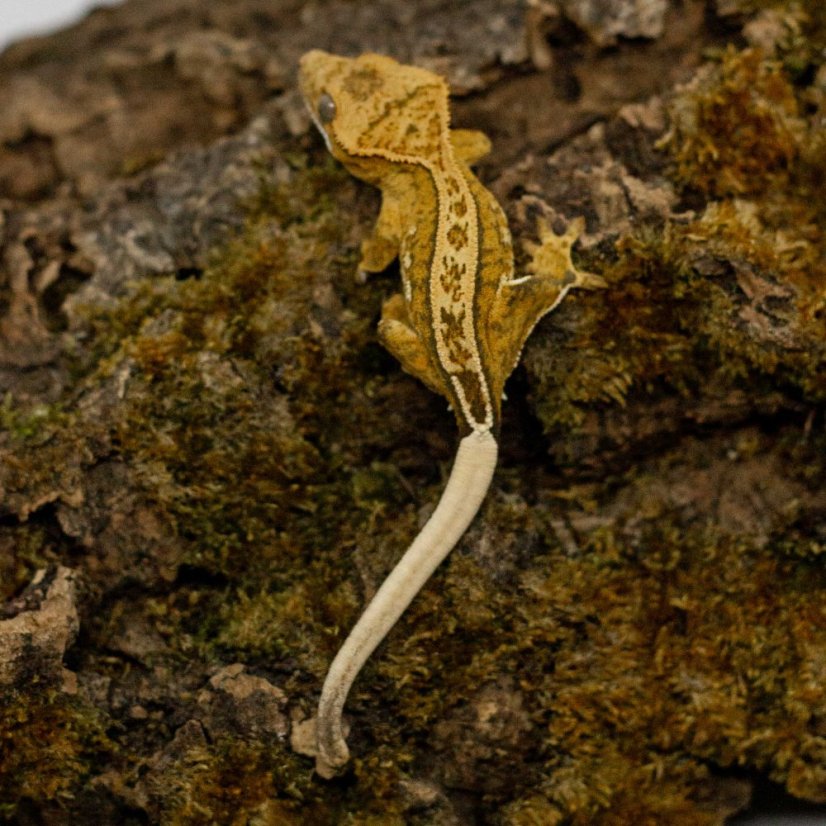 Pagekón řasnatý - XP265 (Correlophus ciliatus, samec)