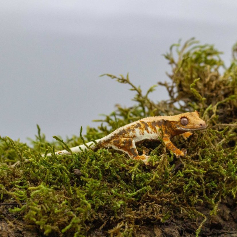 Pagekon řasnatý - XP244 (Correlophus ciliatus, sameček)