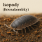 Isopody (Rovnakonôžky)