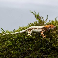 FRAPPUCINO - Pagekón řasnatý - XP239 (Correlophus ciliatus, samička)