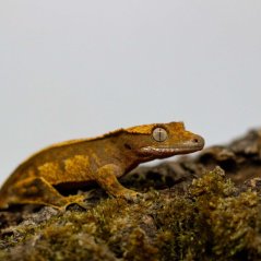 Pagekón riasnatý - XP252 (Correlophus ciliatus, samička)