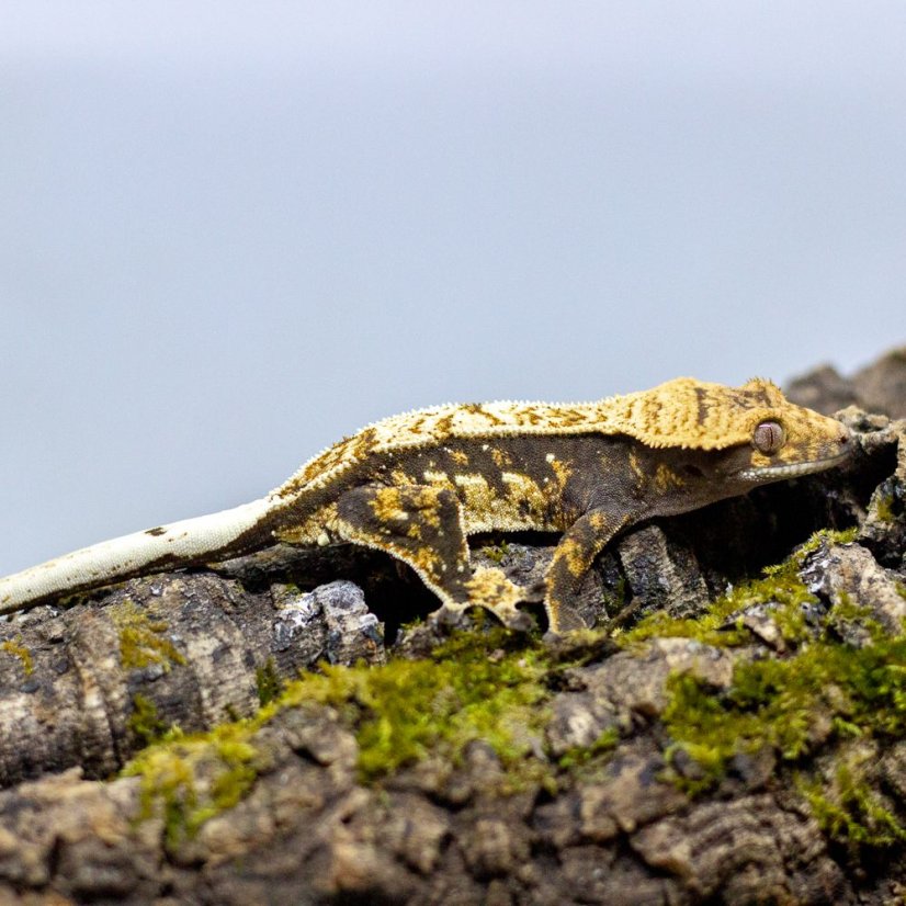 Pagekón riasnatý - XP122 (Correlophus ciliatus, samček)