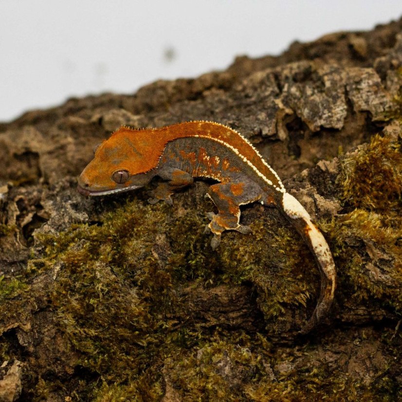 CAPPUCINO - Pagekón řasnatý - XP257 (Correlophus ciliatus, samec)