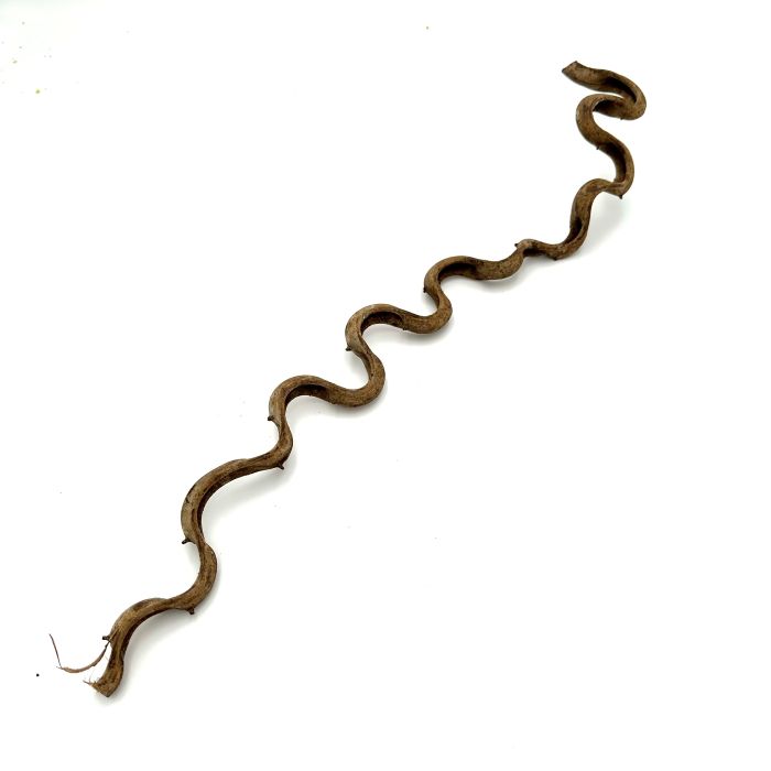 BioThai Liána do terária 50 cm
