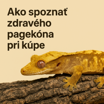 Ako spoznať zdravého pagekóna pri kúpe