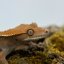 CAPPUCINO - Pagekón riasnatý - XP246 (Correlophus ciliatus, samička)