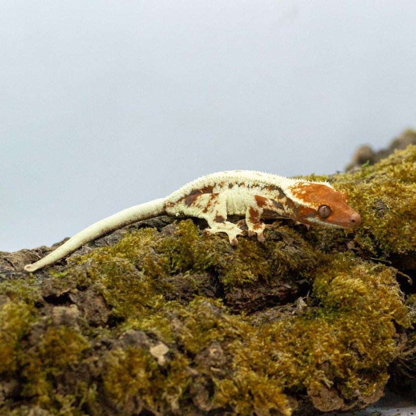 FRAPPUCINO - Pagekón řasnatý - XP239 (Correlophus ciliatus, samička)