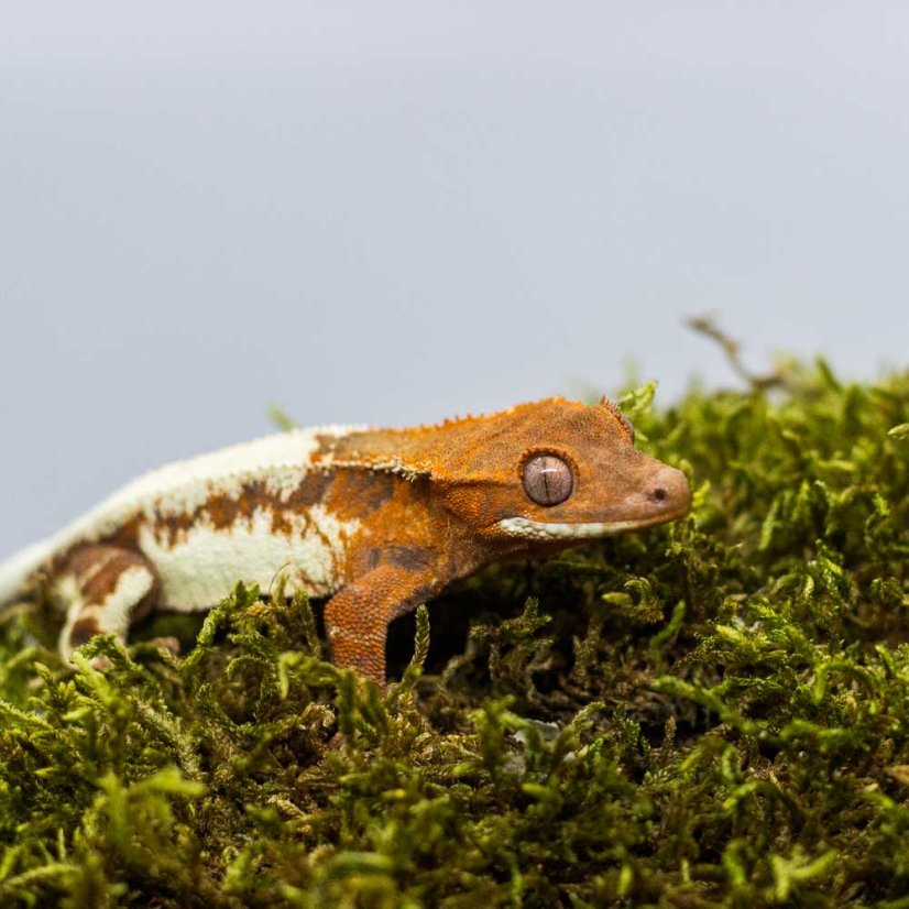 FRAPPUCINO - Pagekón riasnatý - XP214 (Correlophus ciliatus, samička)