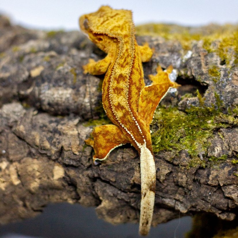 Pagekón riasnatý - XP112 (Correlophus ciliatus, samček)
