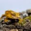 Pagekón riasnatý - XP112 (Correlophus ciliatus, samček)