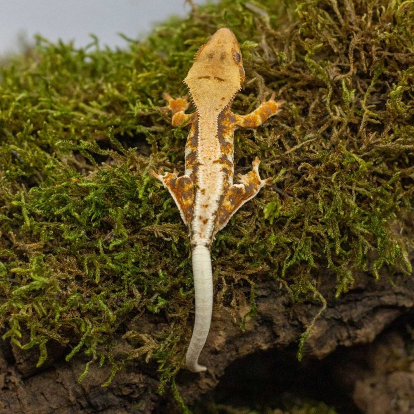 Pagekon řasnatý - XP244 (Correlophus ciliatus, sameček)